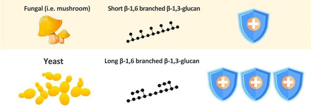 Yeast Beta Glucan Vs. Mushroom Beta Glucan - Hiyeast